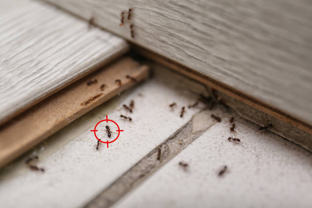 Best Flea Control Services  in Rehoboth Beach, DE