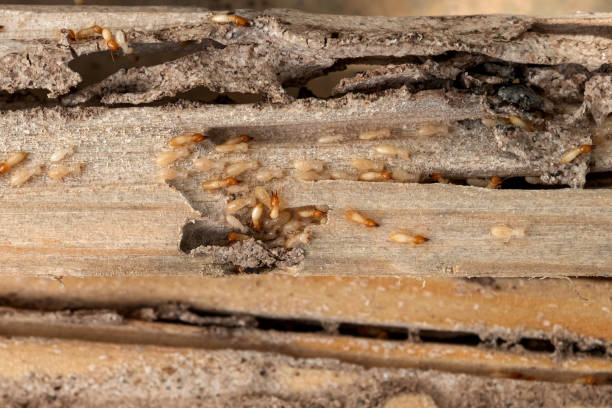 Best Mosquito Control Services  in Rehoboth Beach, DE
