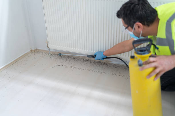 Best Termite Control Services  in Rehoboth Beach, DE